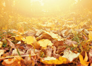 Cura della pelle in autunno - Eterea Cosmesi Naturale